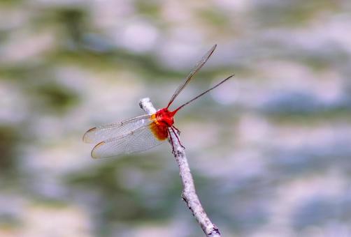 ハス池のトンボ3ー55 ハス池のトンボ3ー55 トンボ,自然,とんぼの写真素材