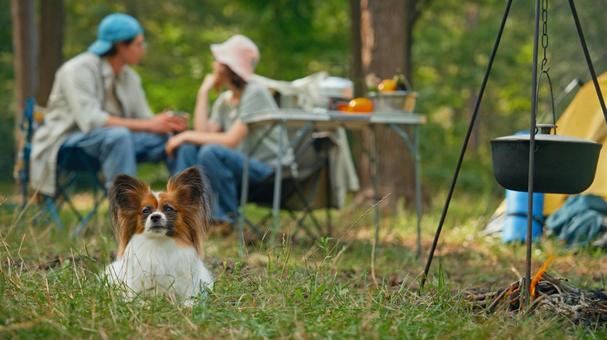 芝生の上で伏せをしている犬 パピヨン,犬,伏せの写真素材