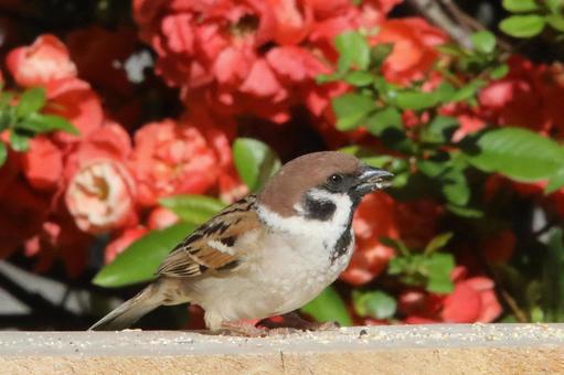 ボケの花とすずめ ボケの花とすずめ 鳥,野鳥,ことりの写真素材