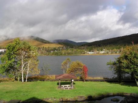 Photo, lake shirakaba, japanese privet (ligustrum japonicum), nagano prefecture, 