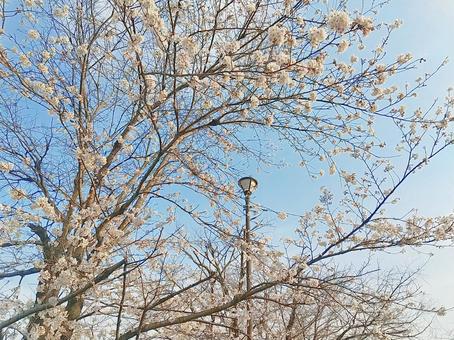 春の淡い青空と街灯と桜の樹 春の淡い青空と街灯と桜の樹の写真