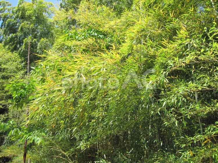 静寂に包まれた竹藪の風景　笹の葉 竹林,竹,竹藪の写真素材