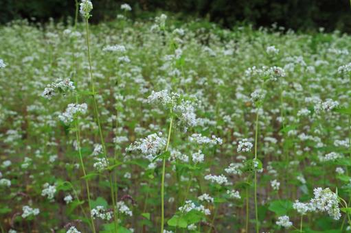 山間のそば畑 花咲く 山間のそば畑 花咲くの写真