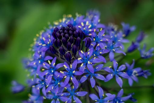 青紫の小花の群生 花,植物,青の写真素材