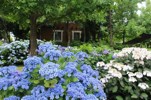 あじさい 梅雨,紫陽花,夏の写真素材