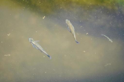 水路を泳ぐカダヤシ1 水路を泳ぐカダヤシ1 カダヤシ,外来魚,外来種の写真素材