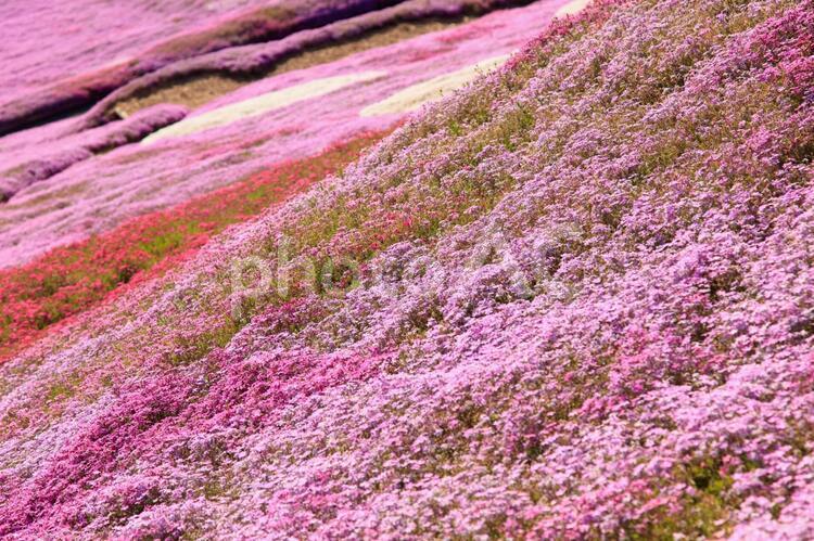 大空町の芝桜祭り05 芝桜,桜,芝桜祭りの写真素材