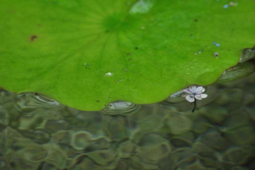 水面 水面の写真