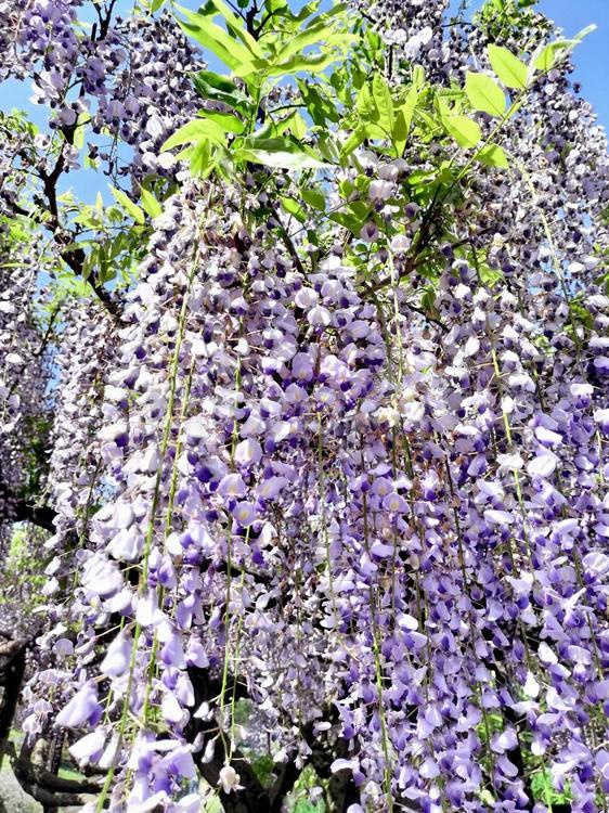 横須賀しょうぶ園　見頃の藤の花 藤の花,横須賀しょうぶ園,菖蒲園の写真素材