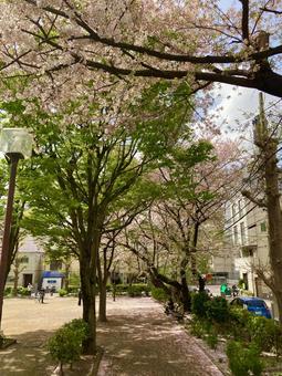 咲き誇る桜と木 咲き誇る桜と木の写真