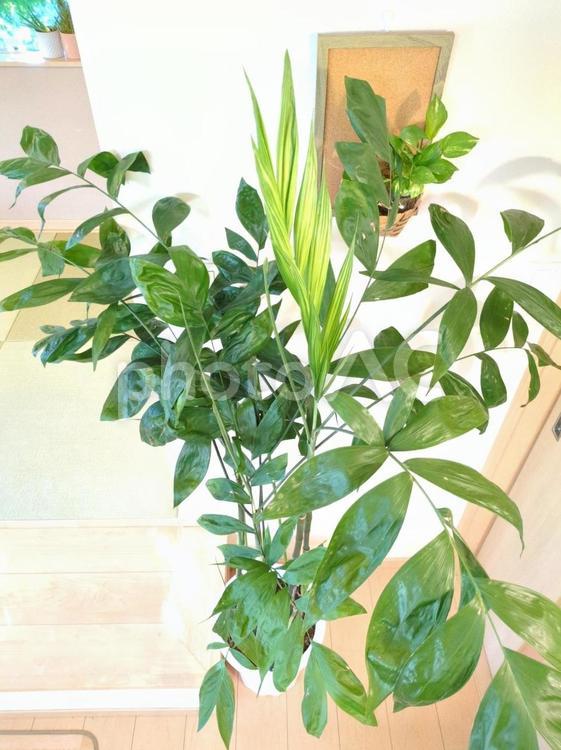 大型観葉植物コーセーチャメドレア10号鉢 大型観葉植物,観葉植物,コーセーチャメドレアの写真素材