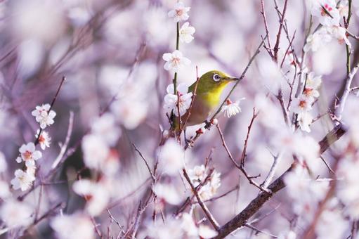 満開の梅の木に止まるメジロ 鳥,メジロ,花の写真素材
