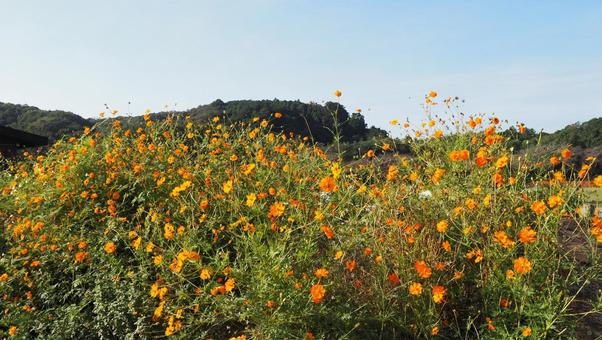 曼珠沙華公園付近・黄花コスモス(日高市) 曼珠沙華公園付近・黄花コスモス(日高市) 秋,日高市,キバナコスモスの写真素材