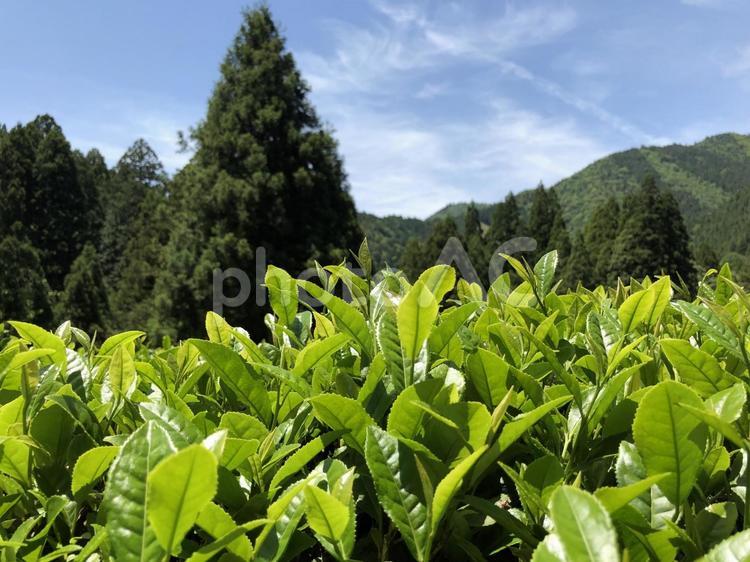 新緑の茶畑 滋賀・奥永源寺の風景 滋賀,奥永源寺,政所茶の写真素材