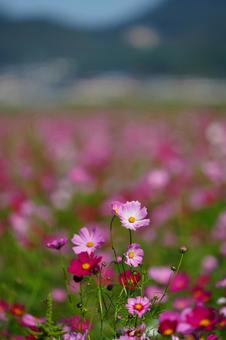 コスモスの写真