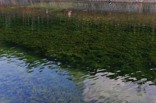 水の透き通る秋の池 春日大池,水面,透明の写真素材