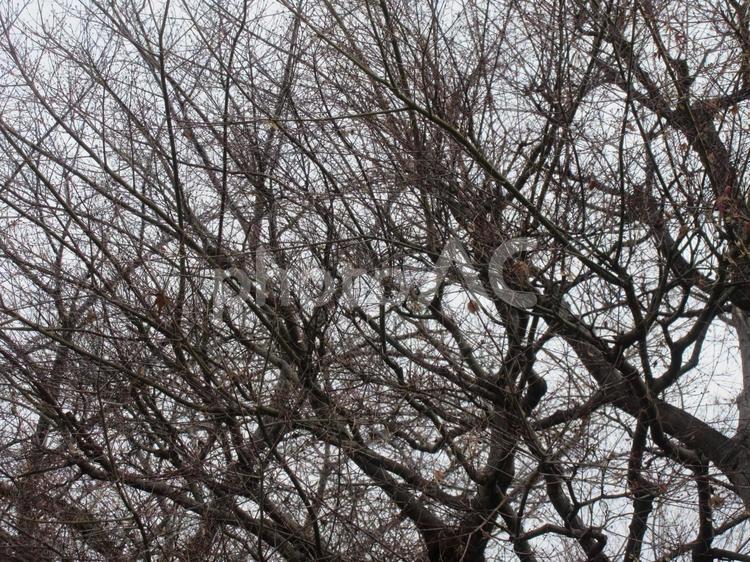 冬　さくら　落葉樹 枝,さくら,自然の写真素材