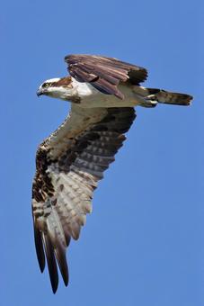 秋晴れを羽ばたいて飛ぶミサゴ、縦位置 秋晴れを羽ばたいて飛ぶミサゴ、縦位置の写真