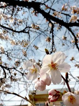 春の陽光に誘われて開花始めたサクラ 春の陽光に誘われて開花始めたサクラの写真