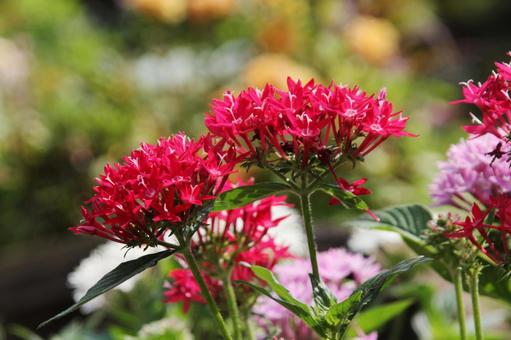 ペンタス　Pentas　マクロ 草花,春夏秋,ペンタスの写真素材