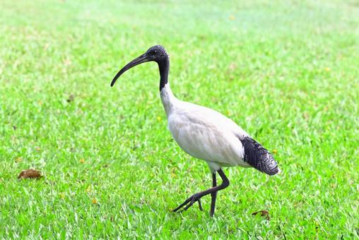 鶴にそっくりなオーストラリアクロトキ オーストラリアクロトキ,野鳥,鳥の写真素材