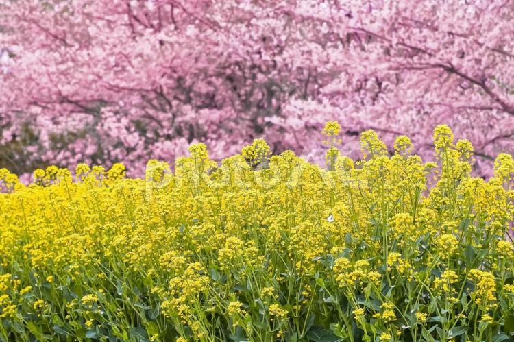 満開の桜と菜の花 桜,満開,植物の写真素材