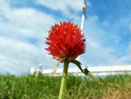【花の写真】センニチコウ(千日紅) 【花の写真】センニチコウ(千日紅)の写真
