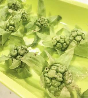 ふきのとう ふきのとう ふきのとう,食べ物,おかずの写真素材