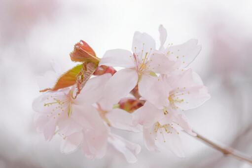 桜 桜の写真