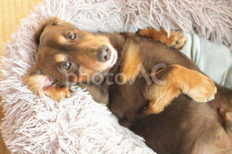 主人「起きた？」,犬「うん...」 犬,ミニチュアダックス,昼寝の写真素材