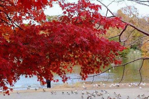 紅葉16(鶴見緑地 大池) 紅葉16(鶴見緑地 大池) 紅葉,モミジ,紅の写真素材