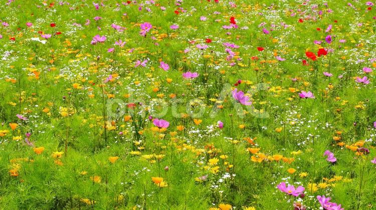 初夏の花々・佐倉市の里山の花畑（千葉県） 初夏,花畑,コスモスの写真素材