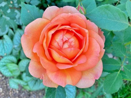 レディオブシャーロット(薔薇の花) レディオブシャーロット(薔薇の花) 薔薇,花,綺麗の写真素材