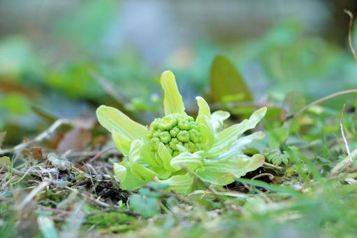 フキノトウ　雪解け フキノトウ,山菜,春の写真素材