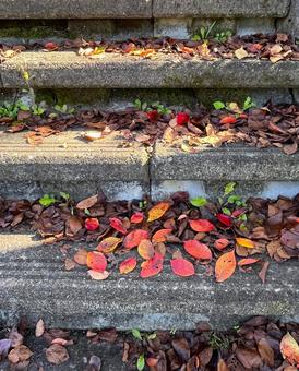 桜の紅葉の落ち葉 桜の紅葉の落ち葉 紅葉,落ち葉,枯れ葉の写真素材