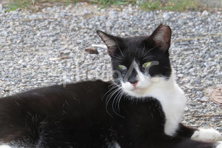 公園ネコ　沖縄県　那覇市 ネコ,ねこ,動物の写真素材