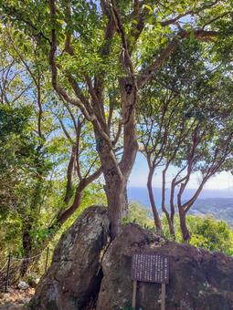 伊豆下田の寝姿山の石割り楠（活力の楠） 石割り楠,活力の楠,下田の写真素材