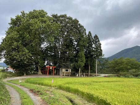 田舎の神社 田舎の神社 神社,田舎,林の写真素材