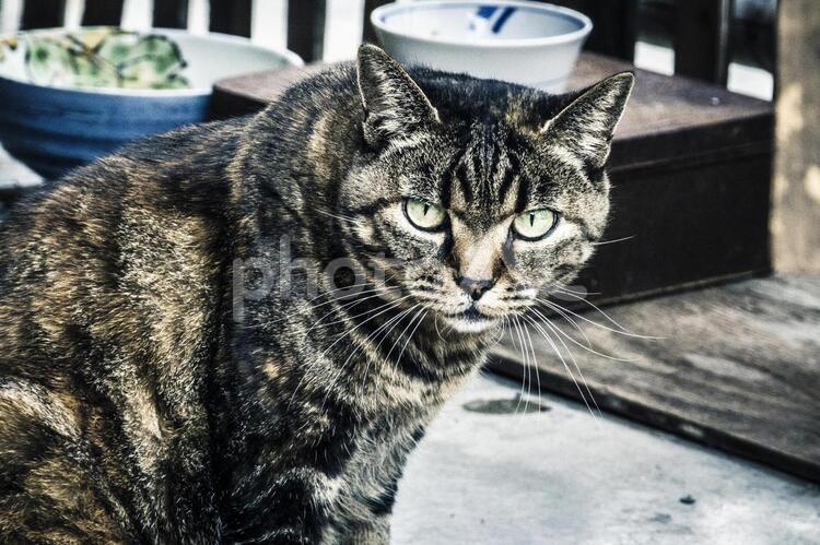 カメラを見つめる野良猫 野良,野良猫,猫の写真素材
