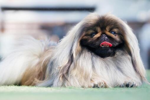 ワンコのポートレート 犬,ペキニーズ,ペットの写真素材
