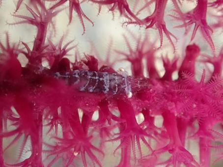 イソバナカクレエビ イソバナカクレエビ,イソバナ,エビの写真素材