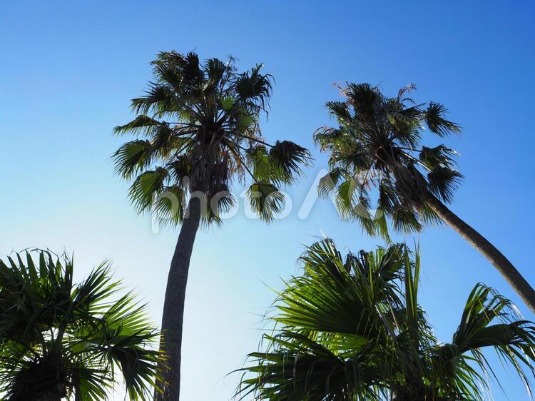 早朝のヤシの木 ヤシ,青空,夏の写真素材