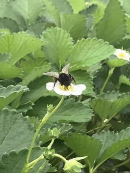 蜂 果物,春,苺の写真素材