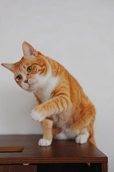 スカッ スカッ 猫,ねこ,catの写真素材