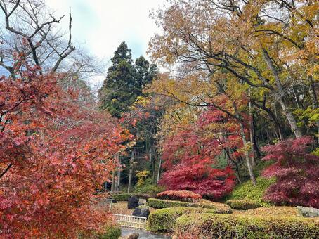 秋の風景 紅葉,黄葉,もみじの写真素材