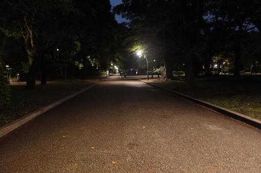 上野公園の夜道 上野公園,上野恩賜公園,上野の写真素材