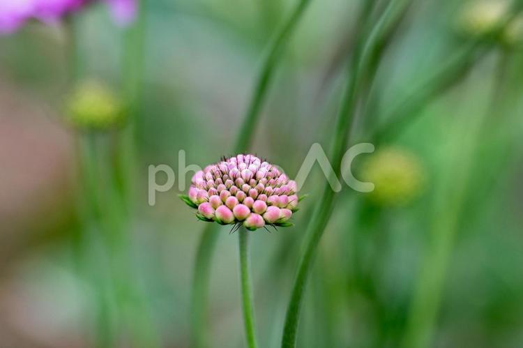 初夏の小さな草花　スカビオサ３ スカビオサ,松虫草,まつむしそうの写真素材