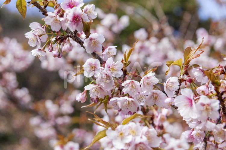 滝頭公園の桜10（田原市） サクラ,桜,花の写真素材