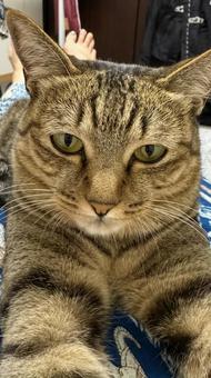 Cat close-up, JPG