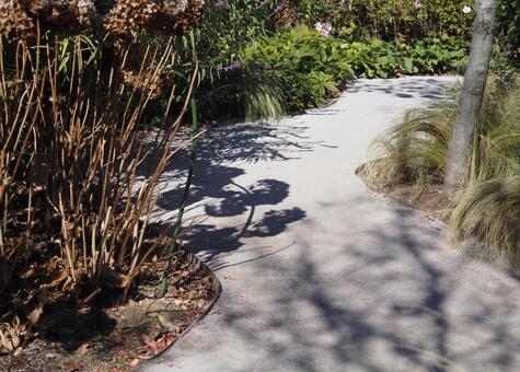 秋の散歩道 道,植物,植え込みの写真素材